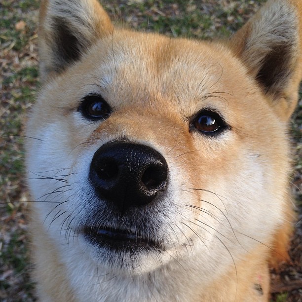 开云官网APP下载-国足门线救险能力研究报告,国足救赎之旅